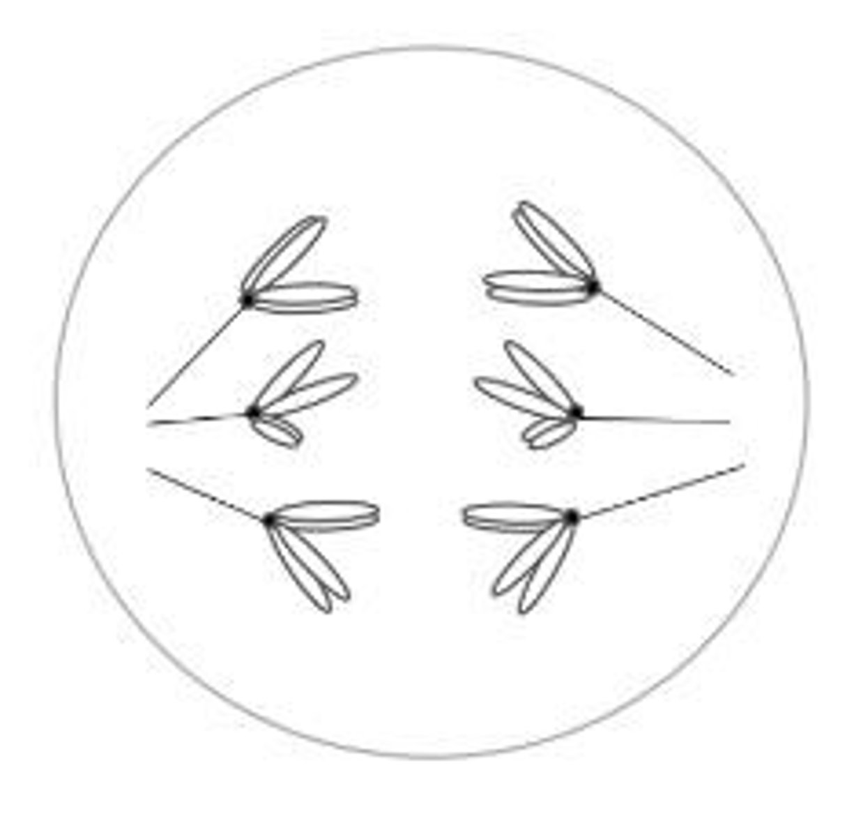 <p>Homologous chromosomes separate and move to opposite poles of the cell.</p>
