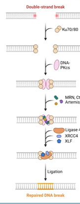 <p>predominant mechanism in G0 and G1 for ds break</p><p><strong>error prone repair (introduces mutations)</strong></p><ol><li><p><strong>Ku70/80</strong> complex binds loose ends</p></li><li><p><strong>PKcs </strong>bridges broken ends with other factors</p></li><li><p>micro-homology (sticky ends)</p><ol><li><p>exonuclease removes bases</p></li><li><p>DNA pol mu and lamda add bases (<strong>error prone terminal transferases)</strong></p></li><li><p>artemis endonuclease removes overhanging flaps</p></li></ol></li></ol><p></p>