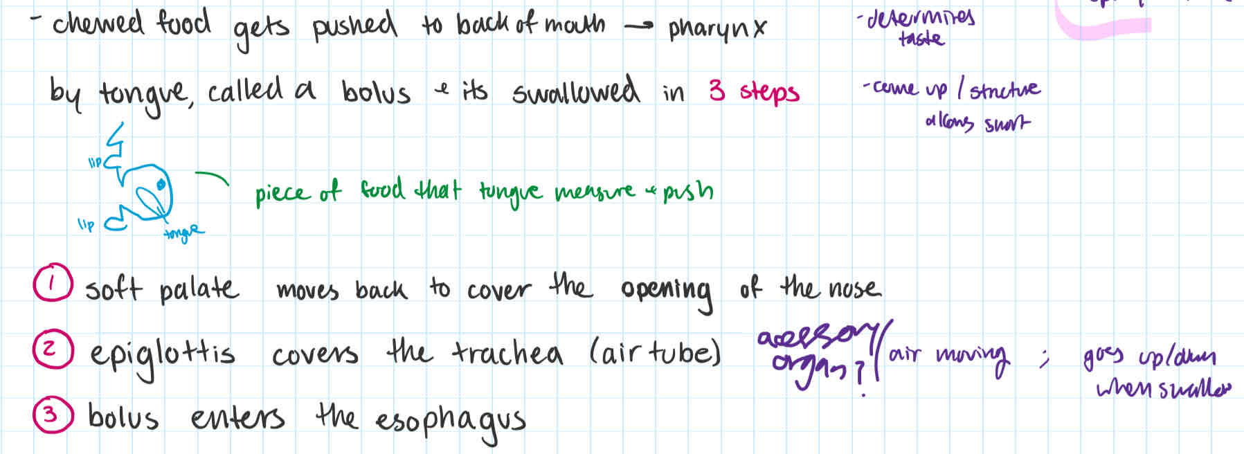 <p>3 steps </p><p></p><p>before:</p><p>chewed food (bolus) gets pushed to back of mouth (pharynx) </p><p></p><ol><li><p> <strong>soft palate</strong> moves back to <u>cover opening of nose</u></p></li><li><p><strong>epiglottis (trap door)</strong> <u>covers the trachea (air tube/windpipe)</u></p></li><li><p>bolus enters the <strong>esophagus</strong></p></li></ol><p></p><p></p>