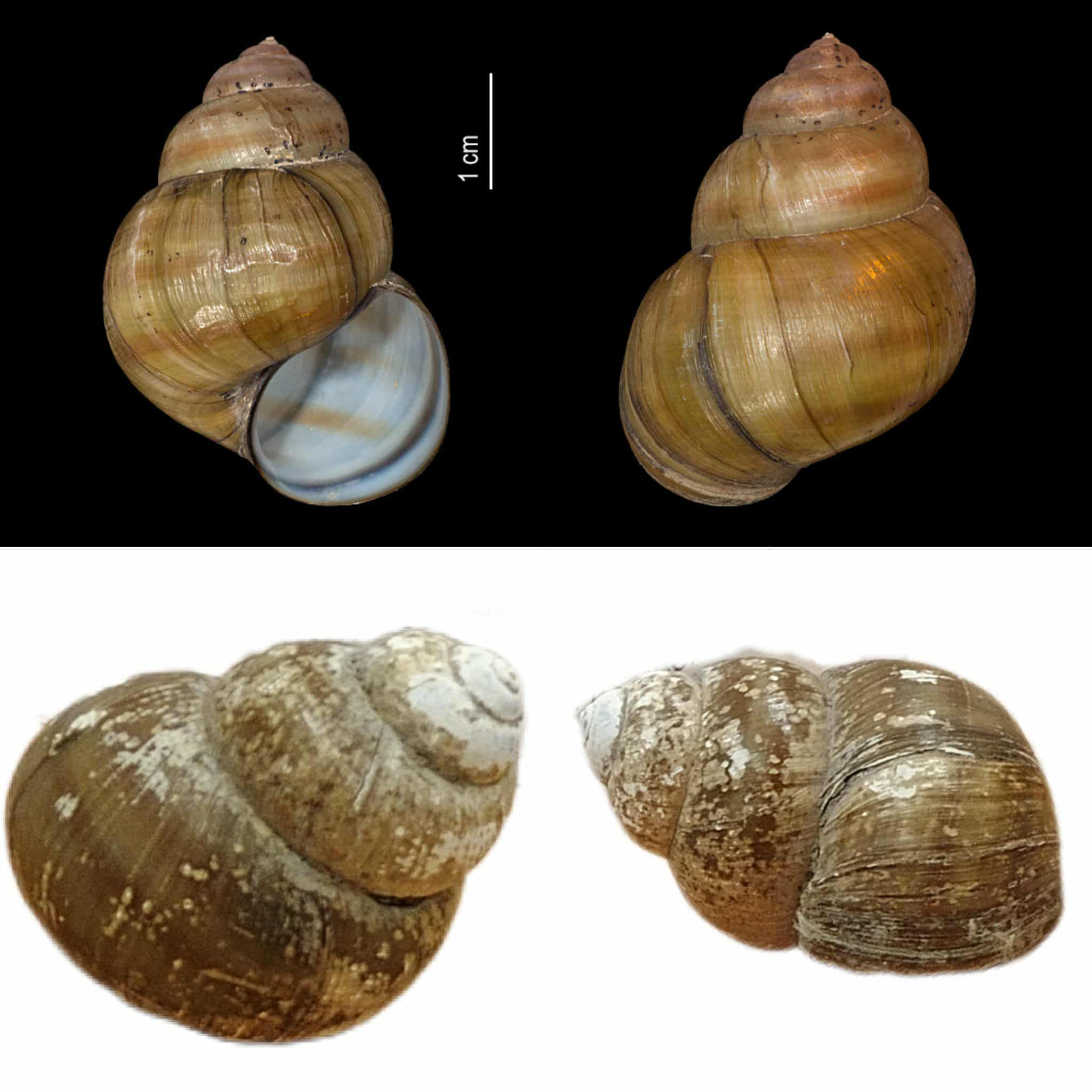 <p>Kmeň: Mollusca (mäkýše)<br>Trieda: Gastropoda (ulitníky)<br>Skupina: Prosobranchia (prednožiabrovce)</p>