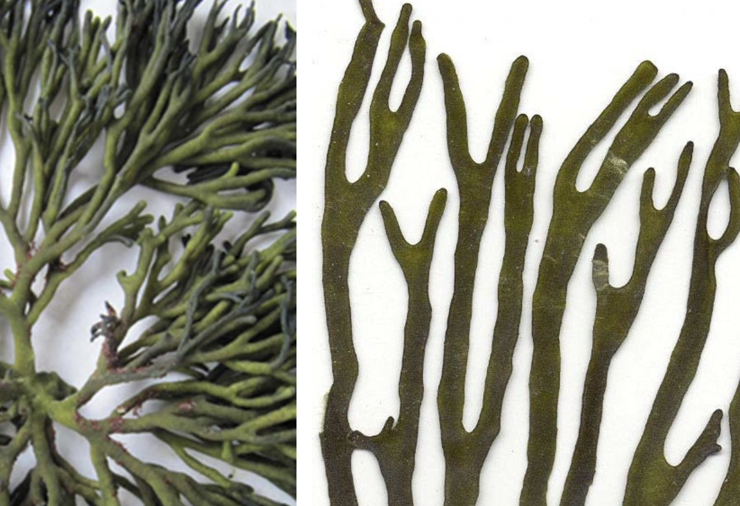 <p>Codium fragile</p>