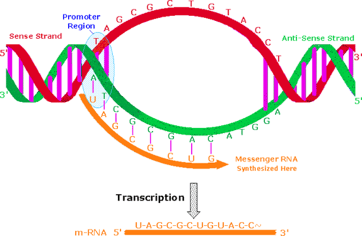 <p>A region of DNA with a specific sequence that tells RNA polymerase where to begin transcription.</p>