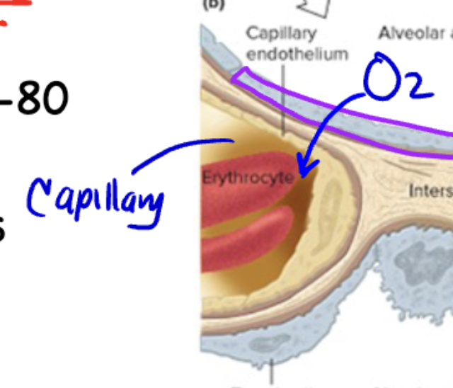 <p>A. To allow exchange of oxygen and carbon dioxide with alveoli</p>