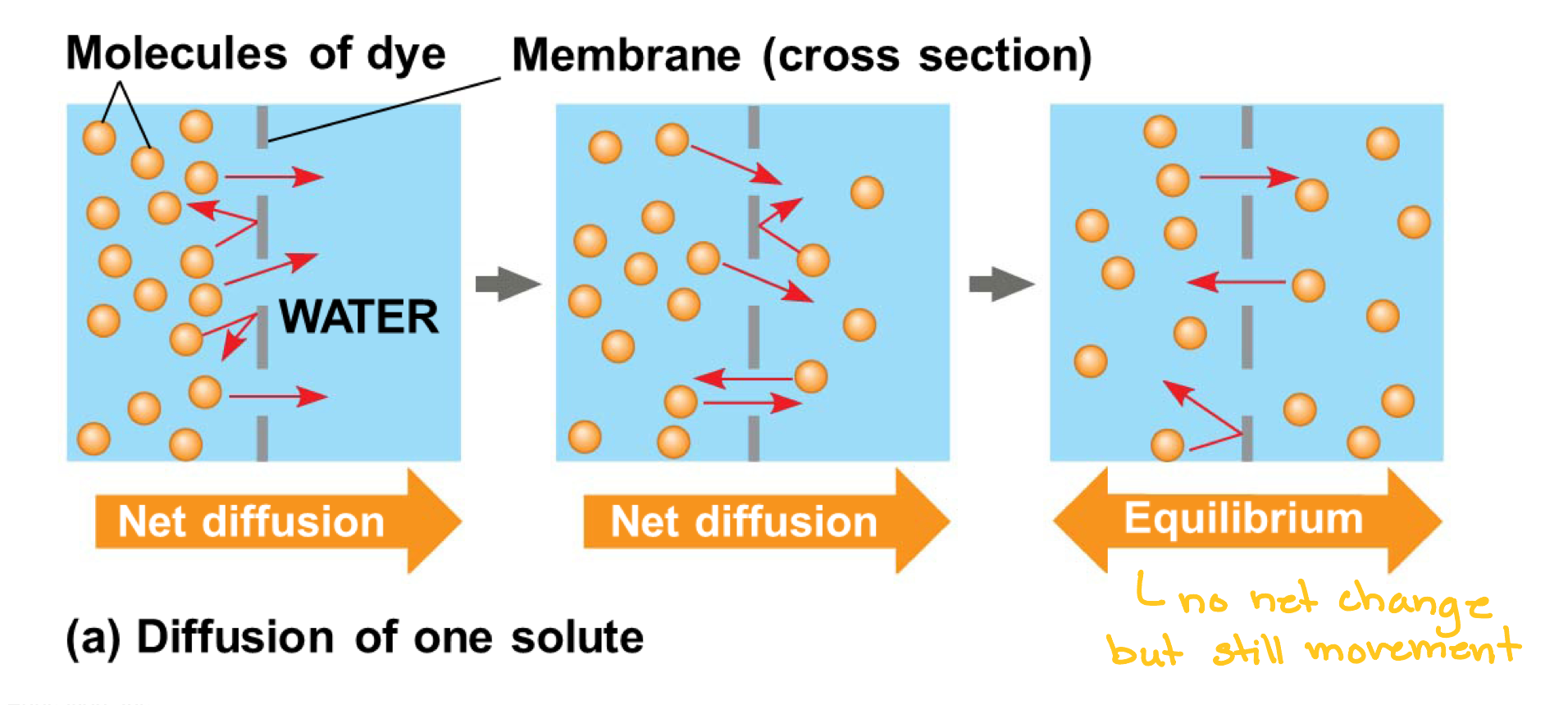 <p>diffusion</p>