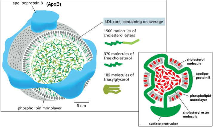 <p>Low-Density Lipoprotein Particles:</p><p>The packaged vesicle made for transporting cholesterol into the cell.</p><p>Features:</p><ul><li><p>Phospholipid monolayer (to allow the interior to be hydrophobic)</p></li><li><p>ApoB (apolipoprotein B) to hold it together</p></li></ul><p></p>