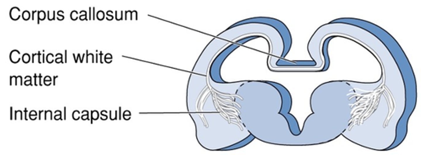 <p>What is the internal capsule?</p>