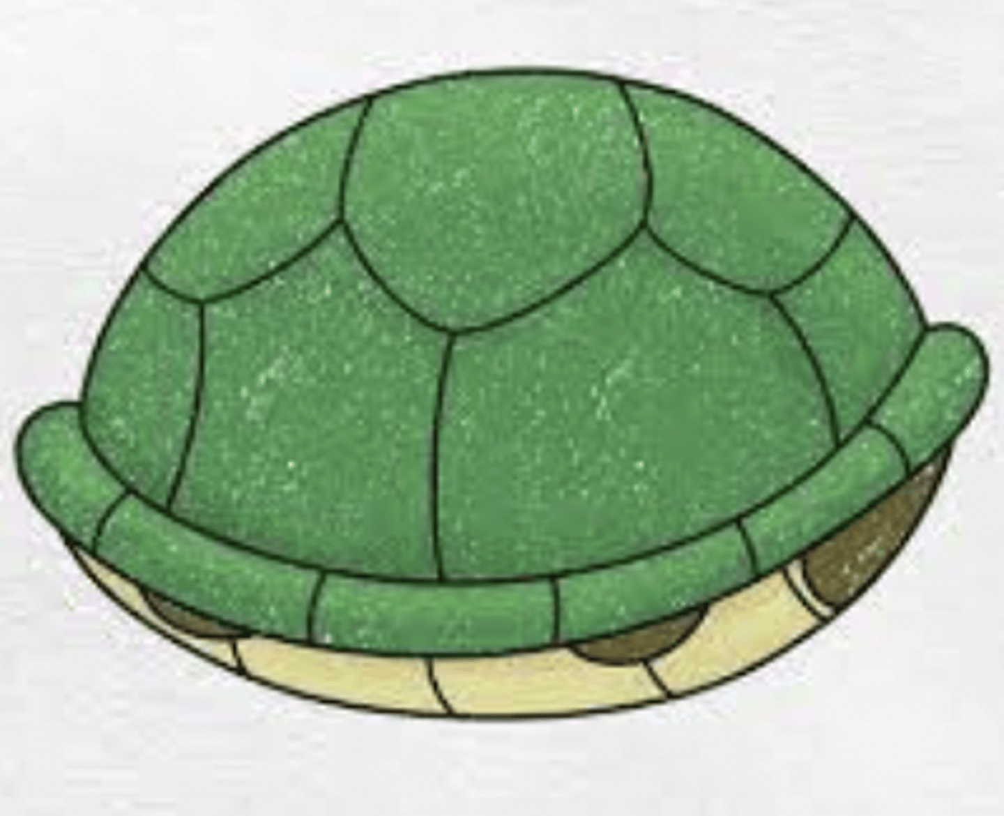 <p>what are the large scales called on a turtle shell?</p>
