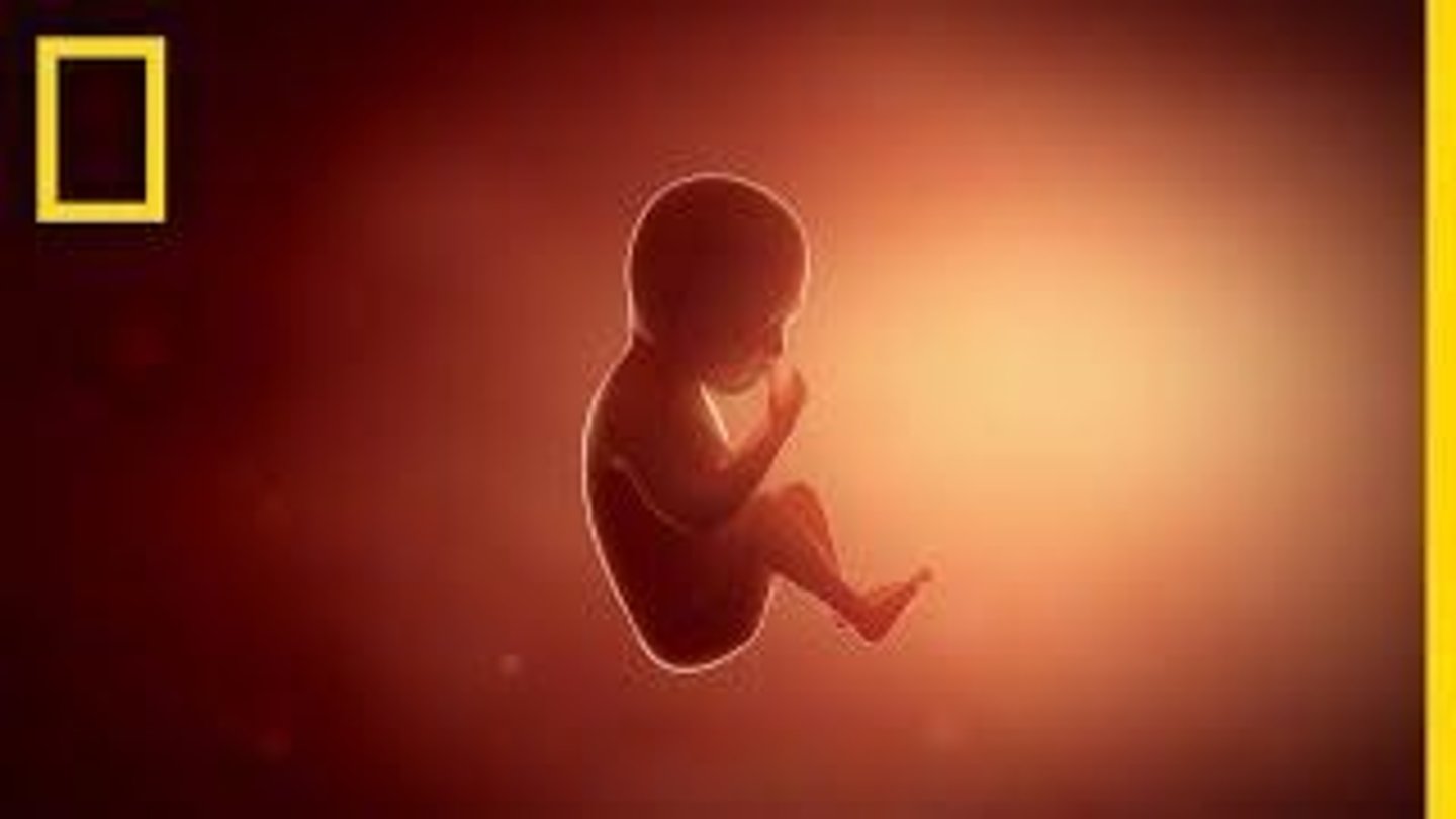 <p>Term for embryo after eight weeks.</p>