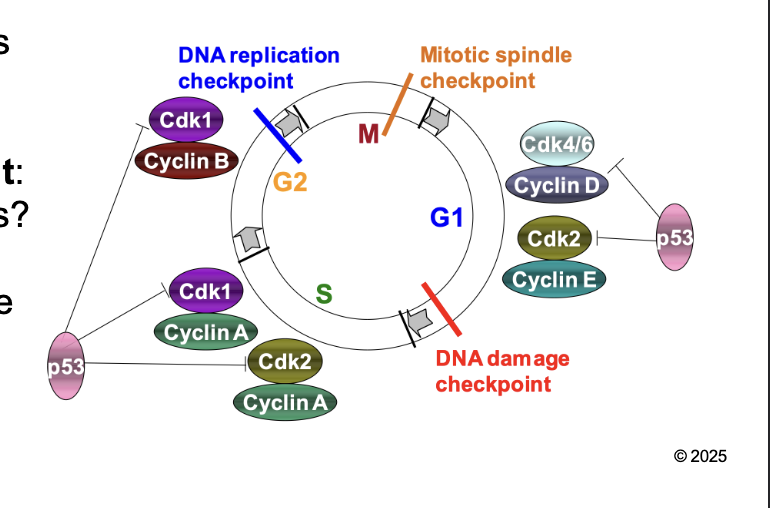 <p>Regulation of eukaryotic cell cycle</p><ul><li><p>Progression of the cell cycle depends upon activation of a CYCLIN-DEPENDENT KINASE (CDK) bound to its regulatory CYCLIN subunit in each phase of the cell cycle </p></li><li><p>Checkpoints DELAY the cell cycle to allow completion of the event of each phase before proceeding to the next phase </p></li></ul><p></p>