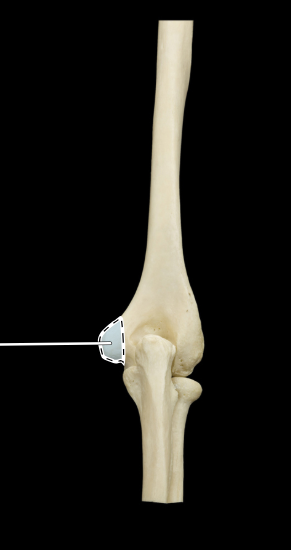 <p>Articulated humerus, ulna, and radius, posterior view</p>