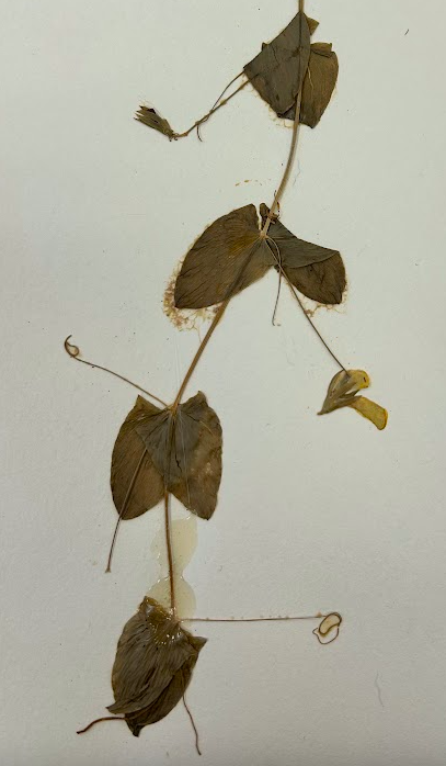 <p>Fabaceae</p><p><em>Lathyrus</em></p>