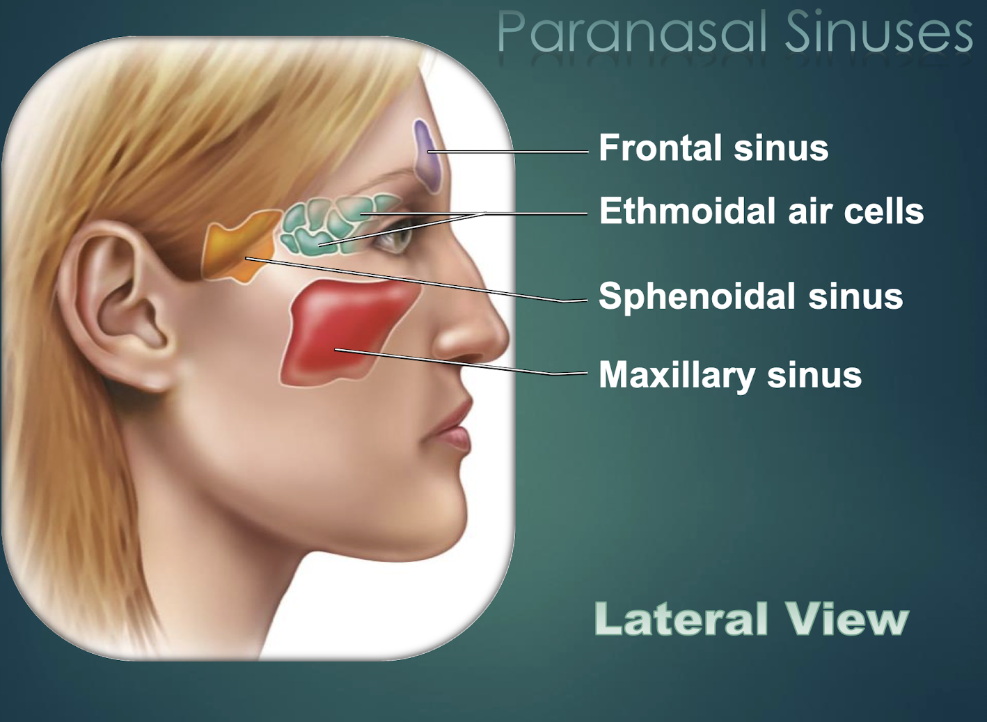 <p>Multiple small cavities within the ethmoid bone.</p>