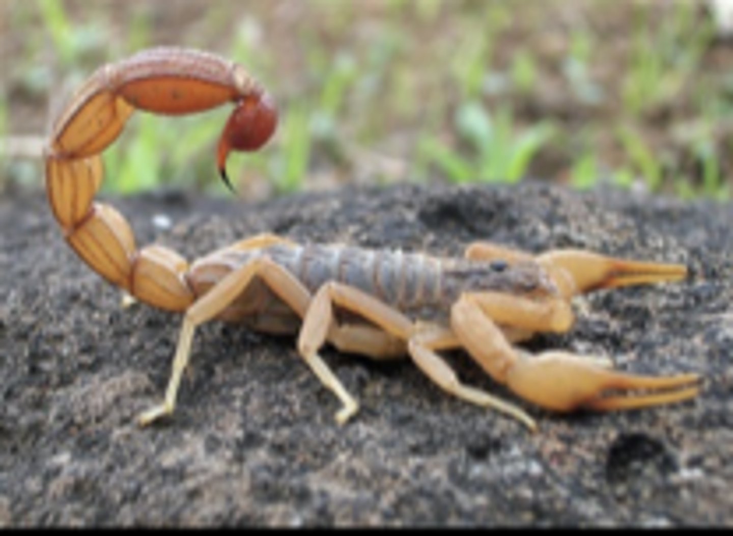 <p>What class does this organism belong to?</p>