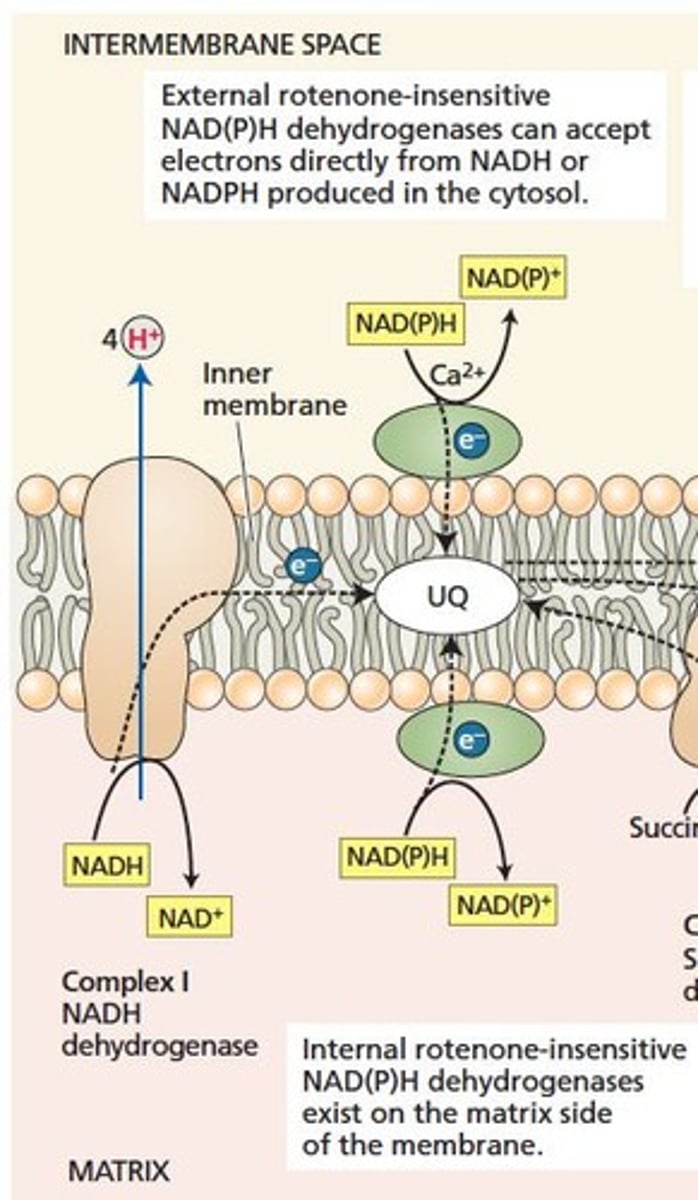 <p>Uses proton gradient in inner mitochondrial membrane.</p>