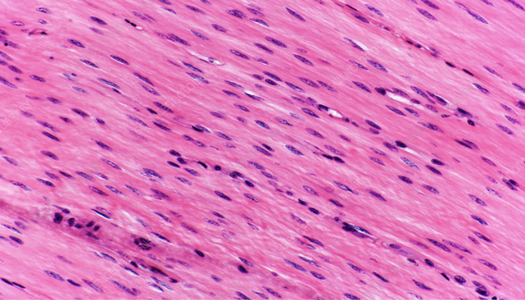 <p>The cells of muscle cells, called muscle fibres are long and thin and can contract to become shorter. There are three different types of muscular tissue which are skeletal, smooth and cardiac muscle. </p><ul><li><p>Skeletal muscle makes up the muscle that are attached to the bones. We have voluntary control over these muscles so that we can move parts of our bodies when necessary. Thus, they are sometimes called voluntary muscles. Under a microscope, skeletal muscles fibres seem to have stripes or striations, across them so another name of this is striated muscle. </p></li><li><p>Smooth muscle doesn’t have any striations, and therefore is called non-striated muscle. It is found in the stomach and intestines, in walls of blood vessels, in the iris of the eye, in the uterus and many other organs. We cannot smooth muscles voluntarily so it is also called involuntary muscle.</p></li><li><p>Cardiac muscle makes up most of the heart. When heart muscles contracts, it pumps blood. Heart muscles cannot be voluntarily contolled.</p></li></ul><p></p>