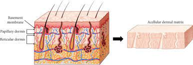 <p>Anchors epithelial tissue to underlying connective tissue.</p>