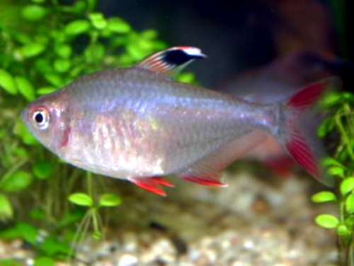 <p>Order Characiformes</p>