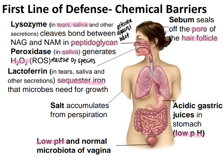 <p>seals off the HAIR follicle </p>