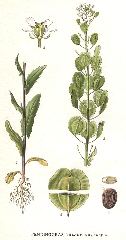 <p><em>Brassicaceae -</em> brukvovité</p><p><em>Thlaspi arvense -</em> penízek rolní</p>