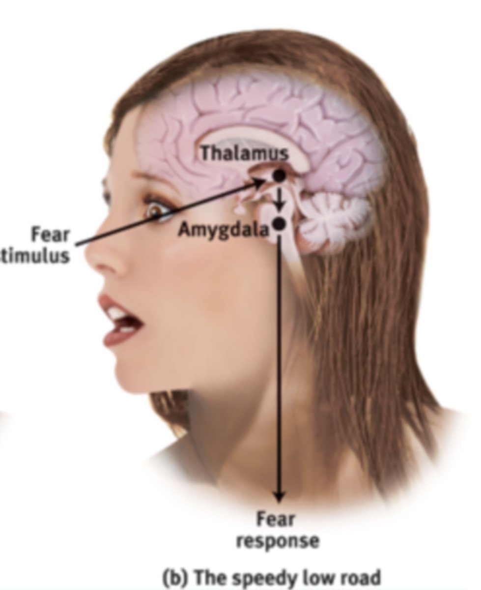 <p>We introduced theories of emotion, focusing on the role of automatic processing for the "low road" in emotional experience.</p>