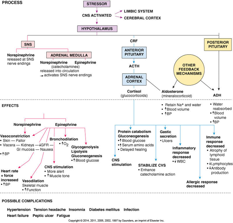 Chapter 26 Stress and Associated Problems Notes Knowt