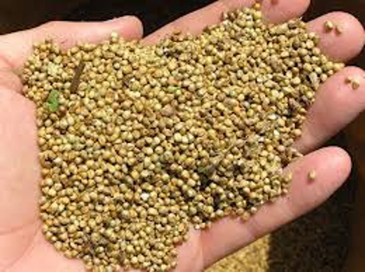 <p>a plant that</p><p>people grow for its grain</p>
