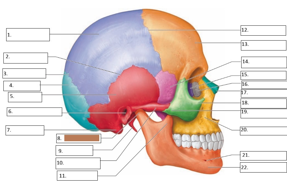 <p>8</p>