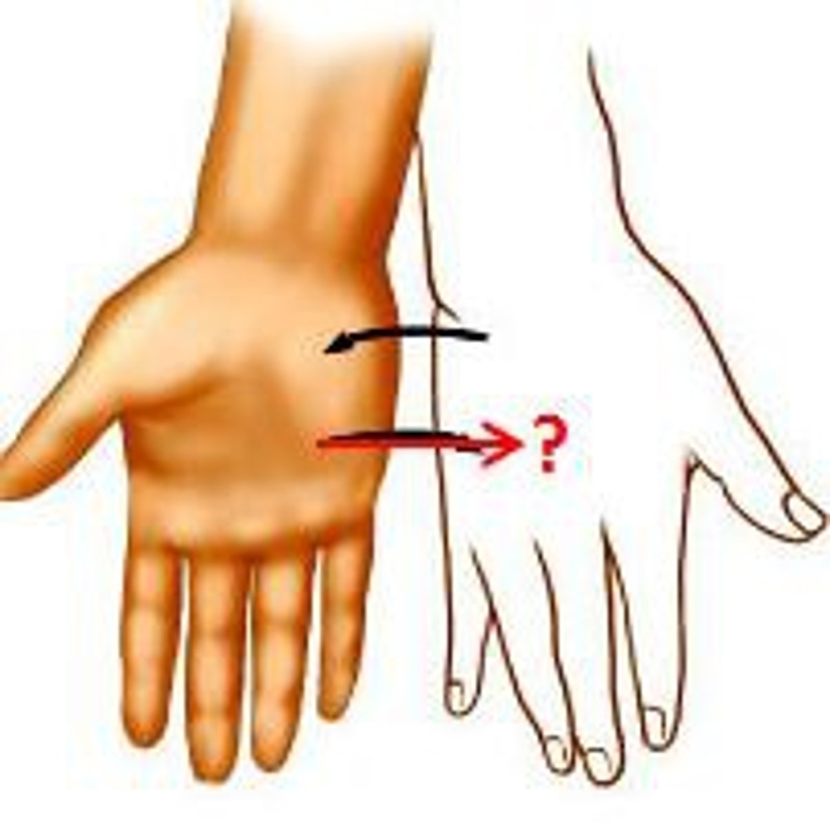 <p>Turning the palm downward</p>