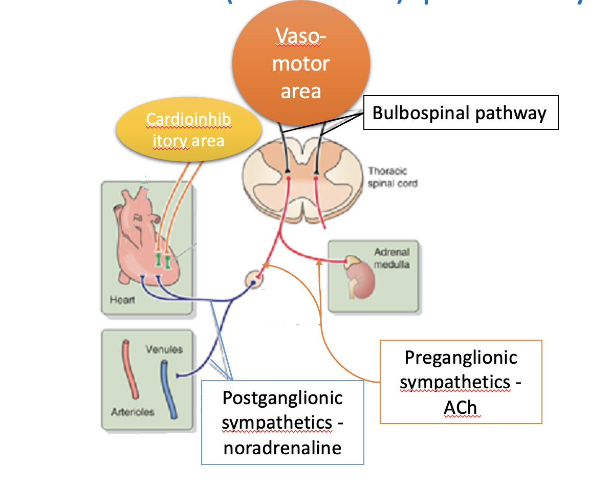 <ol><li><p>bulbospinal pathways (i.e from medulla to spinal cord)→ activate pre-ganglionic pathways</p></li><li><p>primarily at glutamatergic synapses&nbsp;</p><ul><li><p>between levels T1 and L3 of the spinal cord</p></li></ul></li><li><p>these pre-ganglionic neurons synapse at <strong>nicotinic synapses to</strong></p></li><li><p>postganglionic sympathetic neurons</p><ul><li><p>found within prevertebral and paravertebral sympathetic ganglia</p></li></ul></li><li><p>postganglionic sympathetic nerves involved in ABP run with large blood vessels to<strong> innervate:</strong></p><ul><li><p>muscular arteries</p></li><li><p>arteioles</p></li><li><p>veins</p></li></ul></li><li><p>Increased sympathetic activity→</p></li><li><p>noradrenaline→ alpha 1 adrenoceptors </p></li><li><p> <strong>vasoconstriction</strong> (plus venoconstriction)</p></li></ol><p></p>