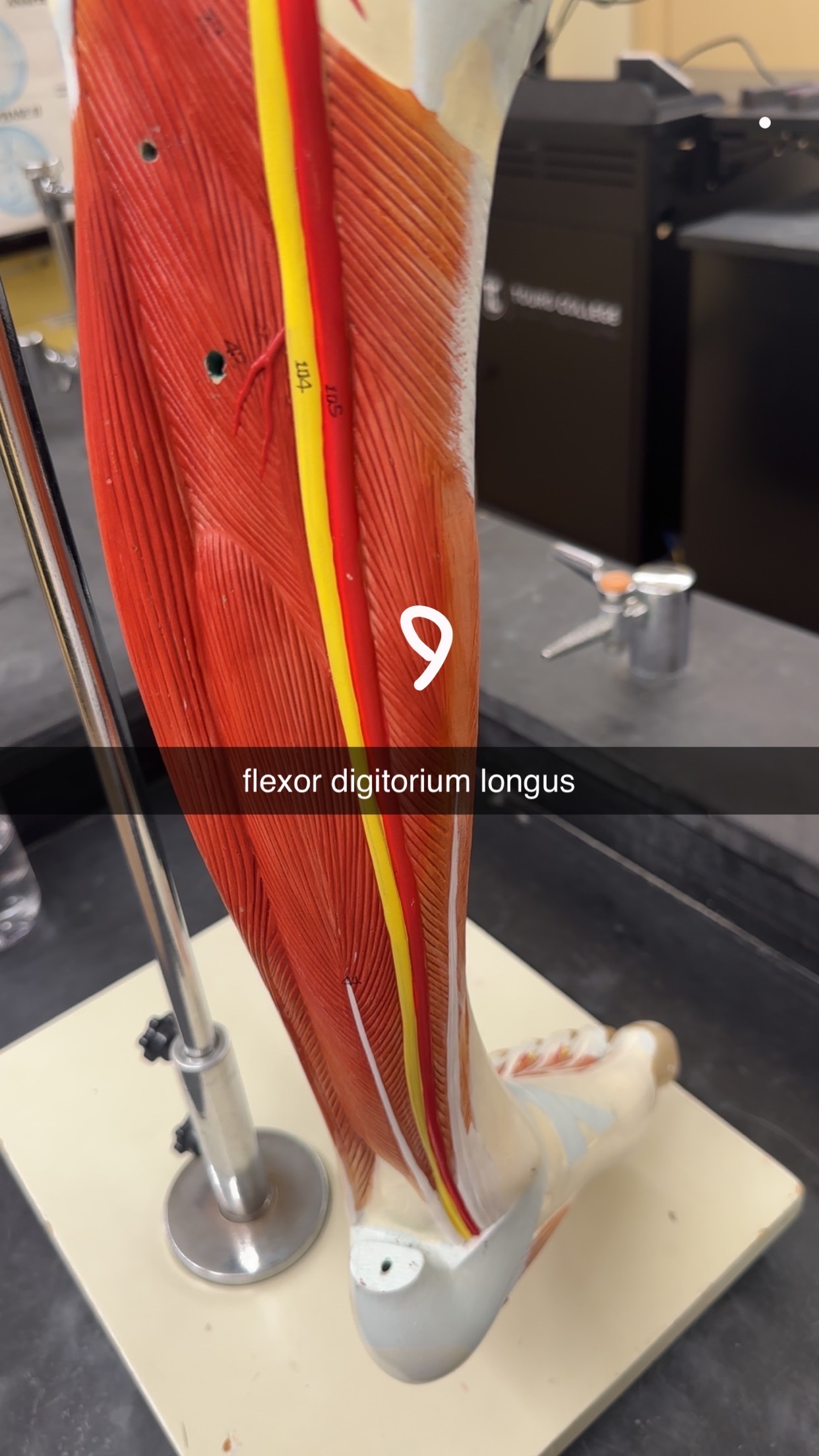 knowt flashcard image