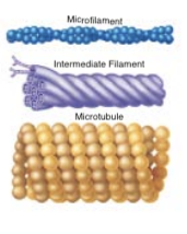 <p>stable element composed of a variety of proteins; resist mechanical forces acting on cell</p>