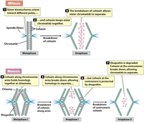 <p><span>Cohesins on the arms hold homologs together at the chiasmata</span></p><p><span>Protected by shugoshin (not cleaved by separase)</span></p><p><span>By Meiosis II, shugoshin destroyed and separase cuts cohesins and separates sister chromatids</span></p>