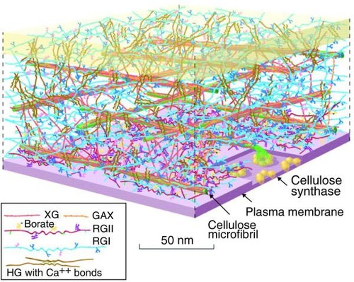 <p>A polysaccharide composed of linear chains of glucose with β (1→4) linkages, forming microfibrils.</p>
