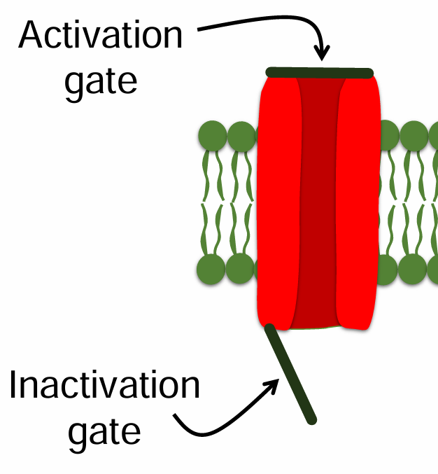 <ol><li><p>Activation gate</p></li><li><p>Inactivation gate</p></li></ol><p></p>