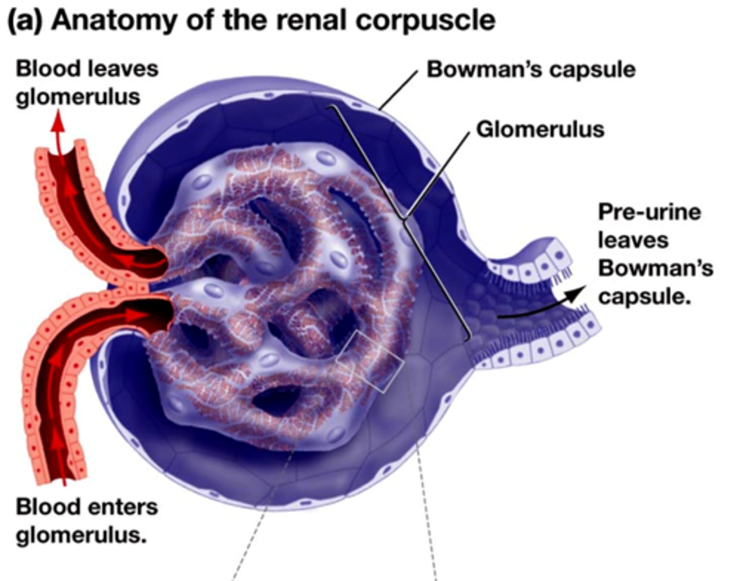 <p>Renal corpuscle: Glomerulus and Bowman's capsule. <br><br>**Requires a lot of energy</p>