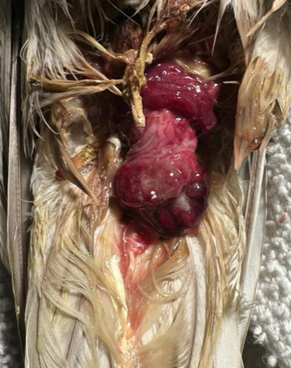 <p>How do you treat cloacal prolapse (complicated vs uncomplicated)?</p>
