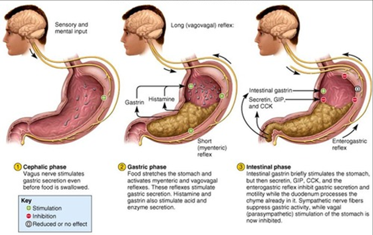 <ul><li><p><span>The nervous system and endocrine system collaborate in the digestive system to control gastric secretions</span></p></li><li><p><span>The digestion process can be divided into three phases-&nbsp;the cephalic phase, the gastric phase, and the intestinal phase.&nbsp;</span></p></li><li><p><span>These processes involves neuronal and hormonal activation</span></p></li><li><p><span>Neuronal: Enteric and Autonomic, rapid response</span></p></li><li><p><span>Hormonal: slow long lasting long range (endocrine) or short range (paracrine).</span></p></li></ul><p>&nbsp;</p>