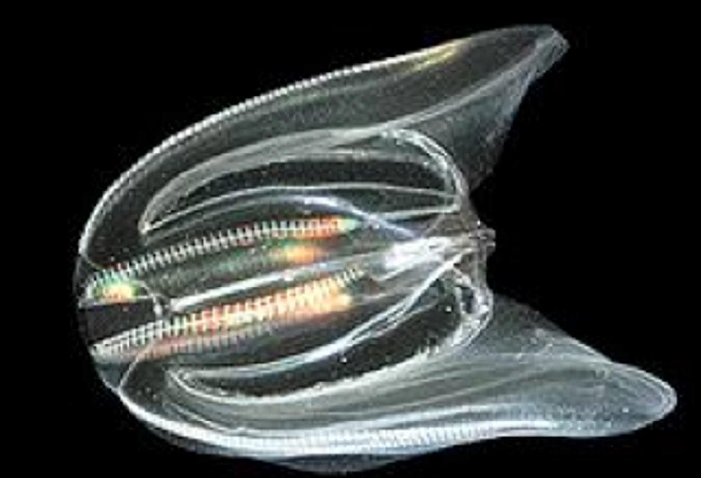<p>use rows of cilia to move themselves (cilia in rows called combs/ctenes)</p><p>radial symmetry</p><p>diploblastic development</p><p>complete gut</p><p>Ex: comb jellies (not related to jellies!)</p>