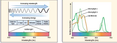 <p><span><span>In which wavelength range is the rate of photosynthesis maximized for chlorophyll </span></span><em>a</em><span><span> and </span></span><em>b</em><span><span> and carotenoids?</span></span></p>