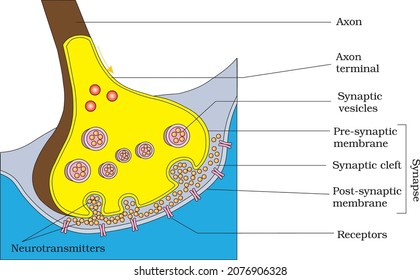 <p>contain vesicles with neurotransmitters</p><p>sepperate from the next neuron by a gap</p><p>synaptic cleft</p><p>synapse- junction between nerve</p>