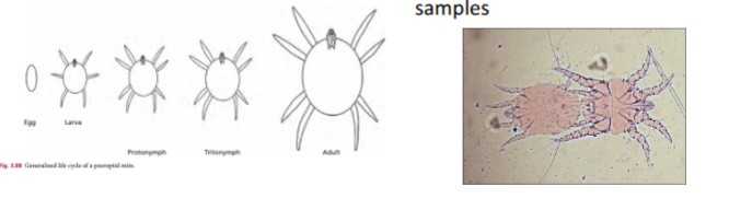 <p>obligate parasite</p><p>simple life cycle ~3weeks</p><p>can survive 3 weeks off host and still remain infective</p><p>diagnosis - skin scraping(superficial as non-burrowing mite) or comb debris out of hair and view in a petri dish against a dark background </p><p>mites often seen mating in samples </p>