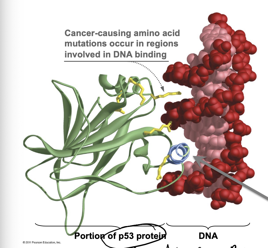 <p>a protein, usually with DNA-binding activity, that influences the rate of transcription of a gene, either positively or negatively</p><ul><li><p>have to find their binding sites in a vast genome of sequence</p></li></ul><p></p>