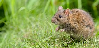 <p><span>Rattus norvegicus</span></p>
