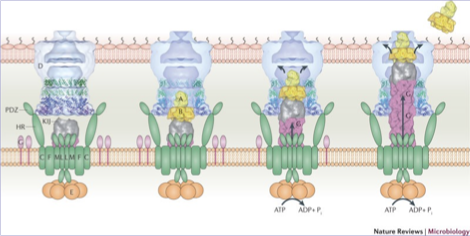 <ul><li><p>Vibrio cholerae is the bacterium that causes cholera; to cause disease i must deliver cholera toxin into intestinal epithelial cells</p></li><li><p>the cholera bacterium has a large secretion system that spans the inner membrane, periplasm and outer membrane</p><ul><li><p>this apparatus is ATP powered</p></li><li><p>function is to export cholera toxin out of the bacteria and into the environment/host</p></li></ul></li></ul><p></p>