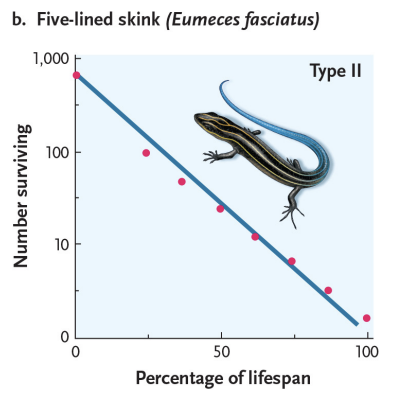 <p>constant mortality throughout lifespan</p>