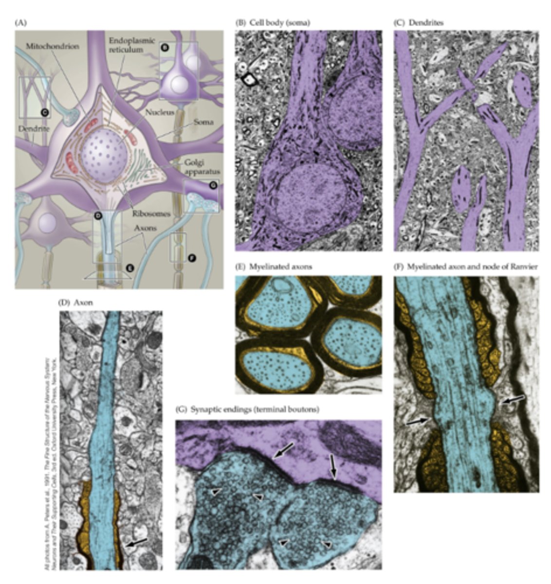<p>transverse section of axons (blue) ensheathed by the processes of oligodendrocytes (gold); the surrounding myelin is black</p>