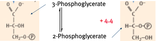 What enzyme is required in this step? Why? 