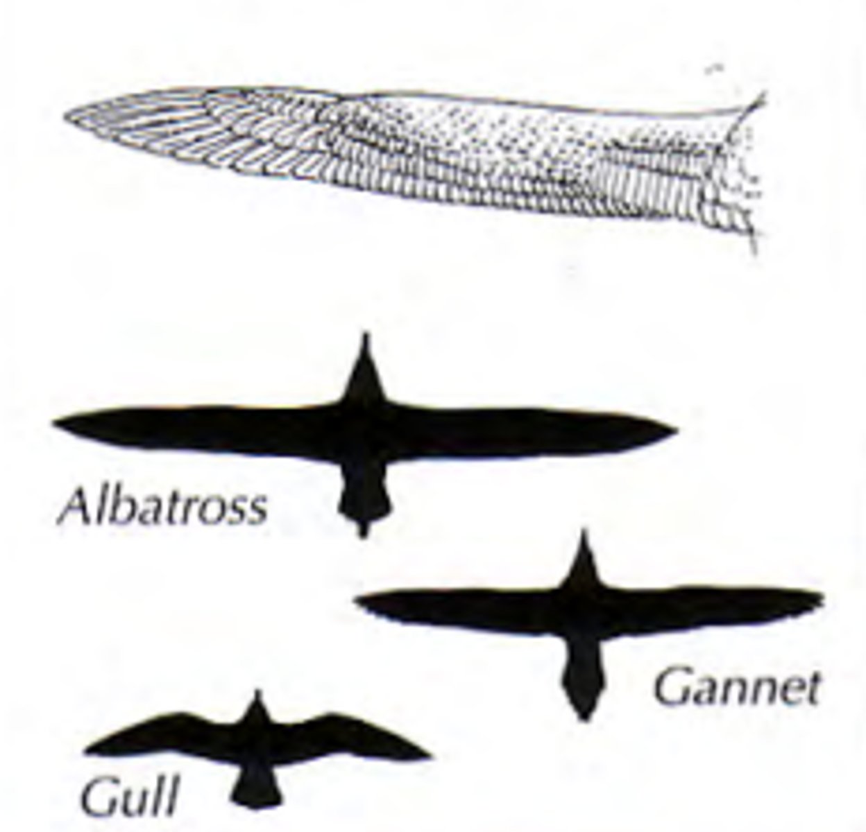 <p>Active soaring wing <br>long and narrow excellent for soaring over water<br>albatross and gull</p>