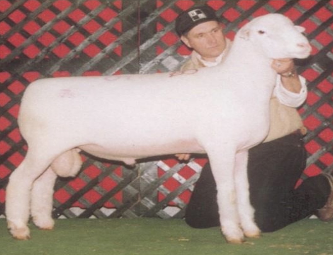 <p>Medium wool</p><p></p>