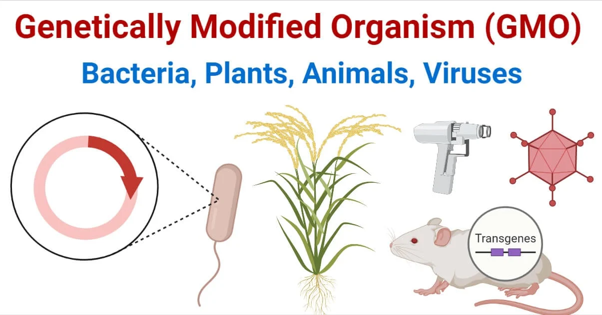 <p>A GMO (Genetically Modified Organism) is an organism whose DNA has been changed using biotechnology, often by adding a gene from another species.</p>